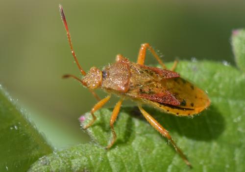 Réf. 284 720 : Rhopalus maculatus